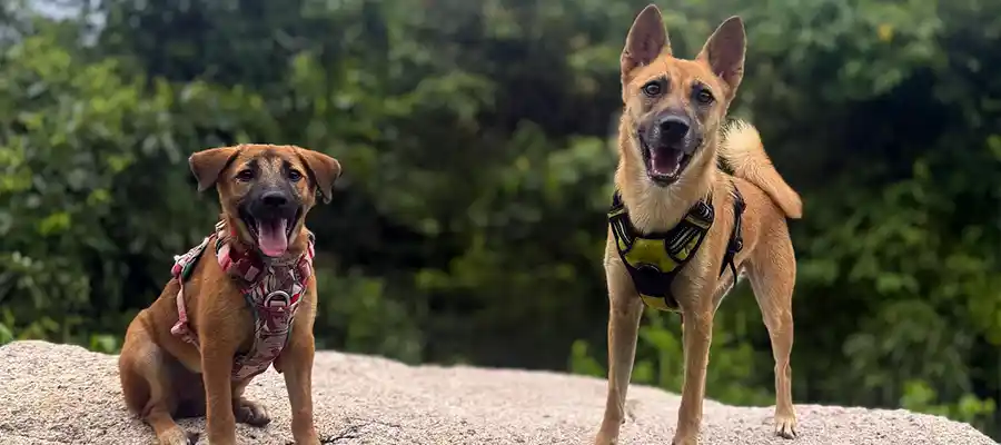 Koh Tao Rescue dogs on a rock