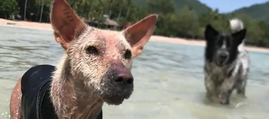 A Rescue dog having fun in the ocean