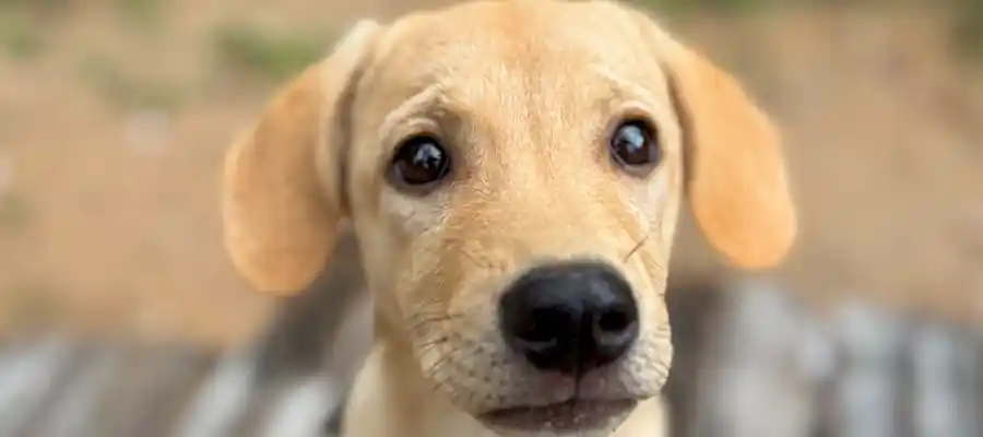 A puppy looked after by Koh Tao dog rescue