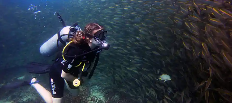 School of fish with a diver