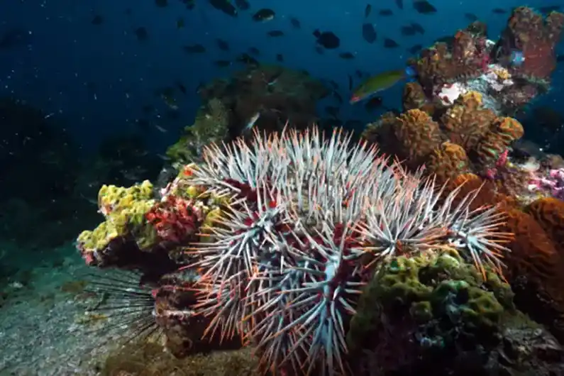 Coral identification crown of thorns and fish Koh Tao