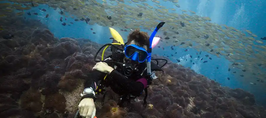 Diver and fish at Chumphon Pinnacle