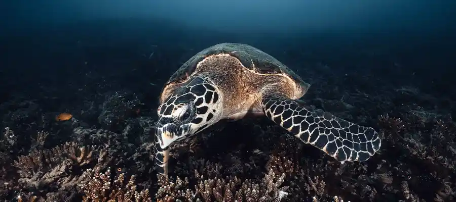 Turtle underwater seen diving with Crystal Dive Koh Tao