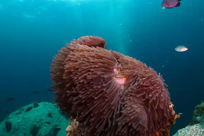 Marine Ecology anemone and fish seen on Koh Tao
