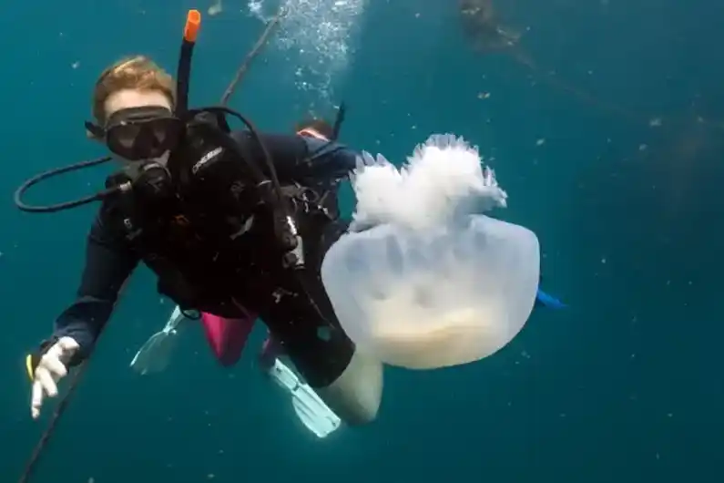 Marine Invertebrate Ecology diver with jellyfish on Koh Tao