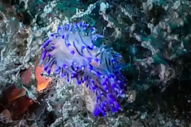 Nudibranch ecology purple nudibranch seen on Koh Tao