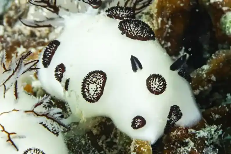 Nudibranch ecology two white nudibranch seen on Koh Tao