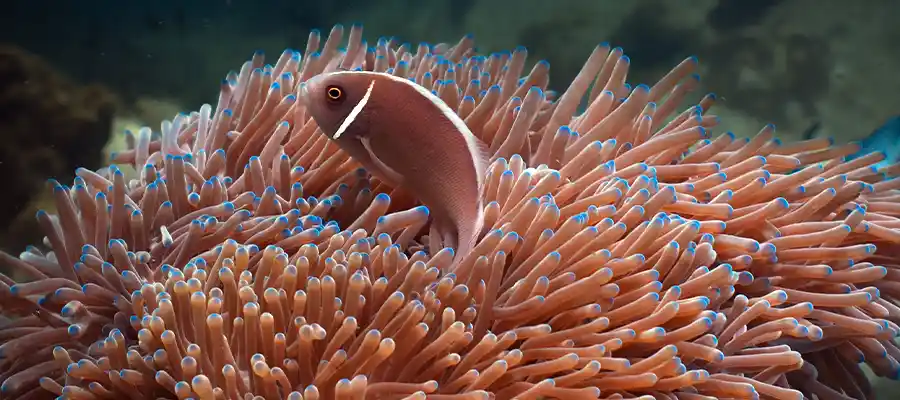 Anemonefish underwater on Koh Tao