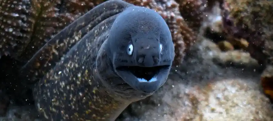 chronicles 10 things about scuba diving moray Moray Eel on Koh Tao, Thailand