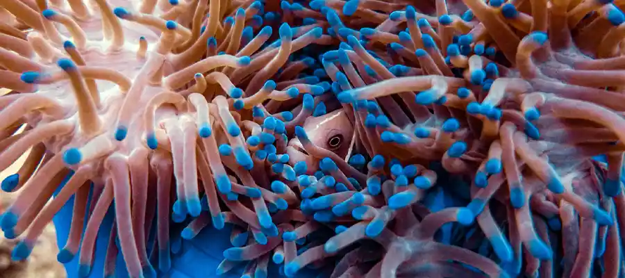 chronicles 10 things about scuba diving nemo The real Nemo underwater on Koh Tao
