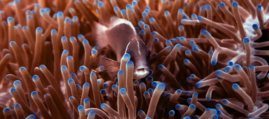 Anemonefish seen during scuba diver training
