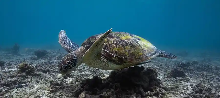 Learn to scuba dive on Koh Tao