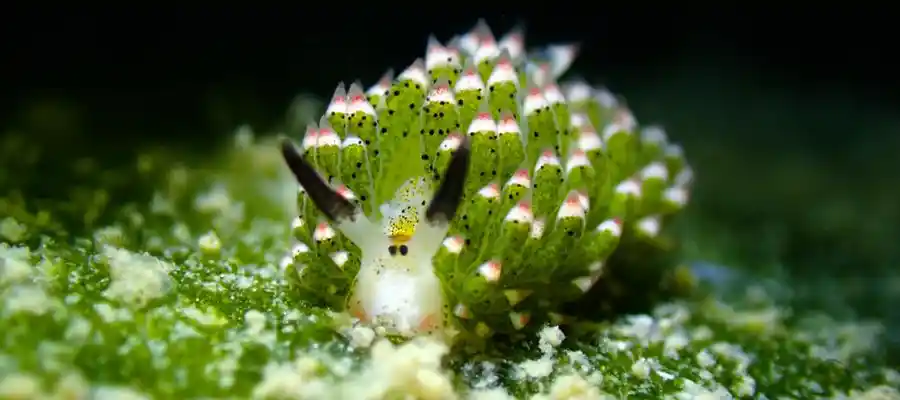 chronicles green fins nudibranch Shaun the Sheep Nudibranch